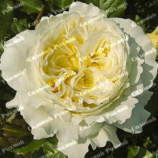 Саджанці англійських піоноподібних троянд «Пейшенс»