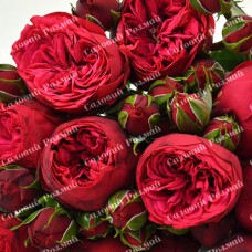 Саджанці англійських піоноподібних троянд «Піано»