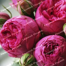 Саджанці англійських піоноподібних троянд «Пінк Піано»