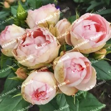 Саджанці англійських піоноподібних троянд «Піоні Пінк»