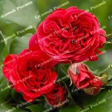 Саджанці англійських піоноподібних троянд «Ред Леонардо Да Вінчі»