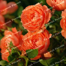 Саджанці англійських піоноподібних троянд «Ред Оранж»