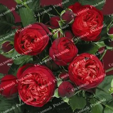 Саджанці англійських піоноподібних троянд «Ред Піано»