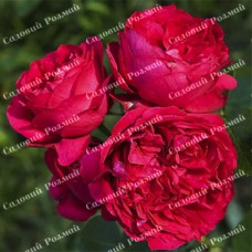 Саджанці англійських піоноподібних троянд «Ред Еден Роуз»