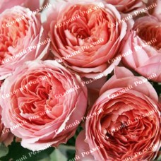 Саджанці англійських піоноподібних троянд «Романтик Антик»