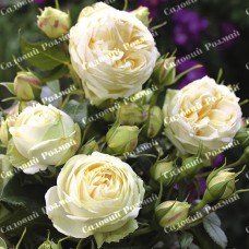 Саджанці англійських піоноподібних троянд «Веддінг Піано»