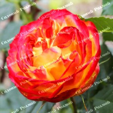 Саджанці англійських піоноподібних троянд «Вулканіка»