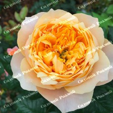 Саджанці англійських піоноподібних троянд «Вувузела Голд»