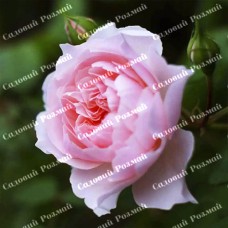 Саджанці англійських піоноподібних троянд «Візлі»