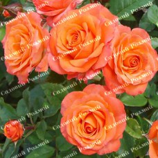 Саджанці бордюрних троянд «Алегрія»