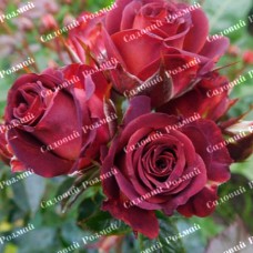 Саджанці бордюрних троянд «Браун Шугер»