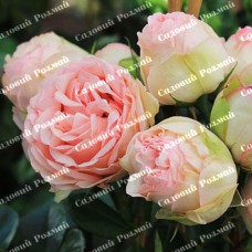 Саджанці бордюрних троянд «Чармінг Піано»