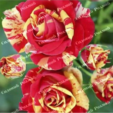 Саджанці бордюрних троянд «Файєр Флеш»