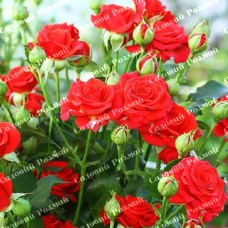 Саджанці бордюрних троянд «Крапелька»