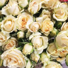 Саджанці бордюрних троянд «Крем Грація»