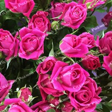 Саджанці бордюрних троянд «Лавлі Лідія»