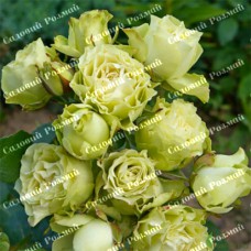 Саджанці бордюрних троянд «Лувіана»