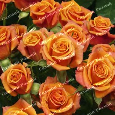 Саджанці бордюрних троянд «Оранж Бебі»