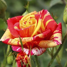 Саджанці бордюрних троянд «Оранж Флеш»