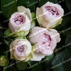 Саджанці бордюрних троянд «Сільвер Лейс»