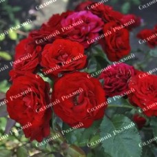 Саджанці бордюрних троянд «Таманго»