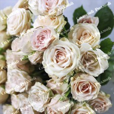 Саджанці бордюрних троянд «Яна»