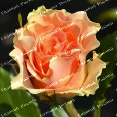 Саджанці бордюрних троянд «Ізіс»