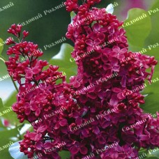 Саджанці бузку «Червона Мрія» (щеплена)