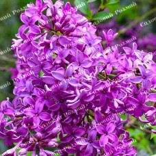 Саджанці бузку «Китайська Саугеана» (щеплена)