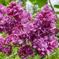 Саджанці бузку «Прапор Леніна» (щеплена)