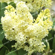 Саджанці бузку «Примроуз» (щеплена)