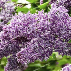 Саджанці бузку «Сенсація» (щеплена)