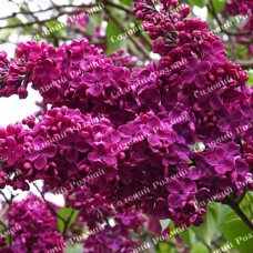 Саджанці бузку «Шарль Жолі» (щеплена)