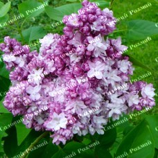 Саджанці бузку «Тарас Бульба» (щеплена)