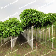 Саджанці бігнонієподібної катальпи «Нана» - 1-річний