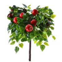 Саджанці дерев на штамбі