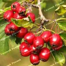 Саджанці глоду «Червоний»