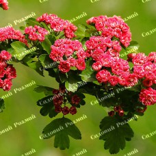 Саджанці глоду «Тобо»