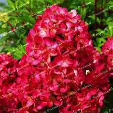 Саджанці гортензії «Даймонд Руж» (волотиста)