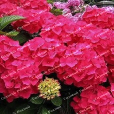 Саджанці гортензії «Forever & ever Red»