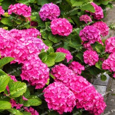 Саджанці гортензії «Freudenstein»