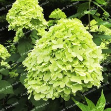 Саджанці гортензії «Лайм Лайт» (волотиста)