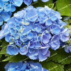 Саджанці гортензії «Nikko Blue»