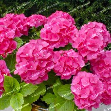 Саджанці гортензії «Saxon Rathen»