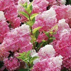 Саджанці гортензії «Ванілла Фрайз» (волотиста)