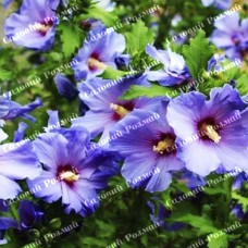 Саджанці гібіскусу «Гармонія»