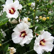 Саджанці гібіскусу «Сирійський Білий»