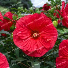 Саджанці гібіскусу «Трав'янистий»