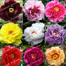 Саджанці «Піона Деревоподібного»