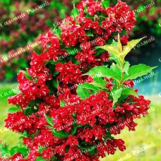 Саджанці вейгели «Червоної»